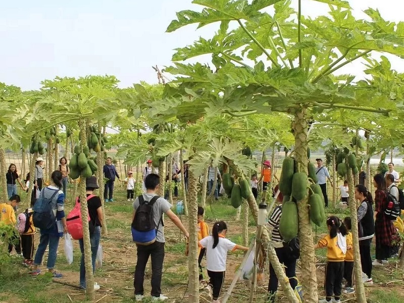 為什么大理研學夏令營如此受歡迎？