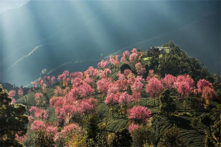 大理櫻花季：南澗無量，秘境花鄉(xiāng)——神仙姐姐居住的地方！快來大理旅游吧！